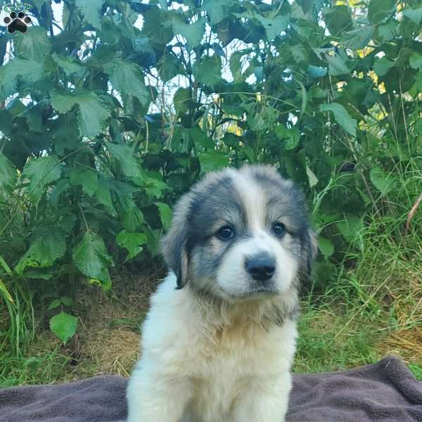 Dairy, Great Pyrenees Puppy